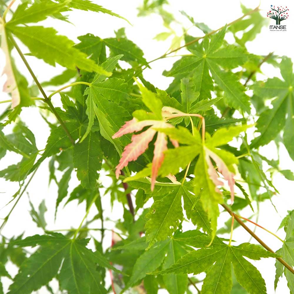 モミジ(カエデ)の苗木 旭鶴 【花木苗 5号／1個売り】｜ 【植物の