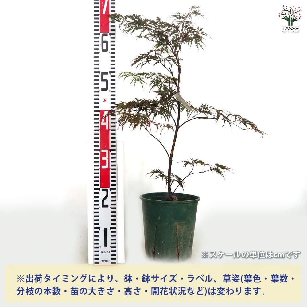 モミジ(カエデ)の苗木 紅枝垂れ 【花木苗 5号／1個売り】｜ 【植物の