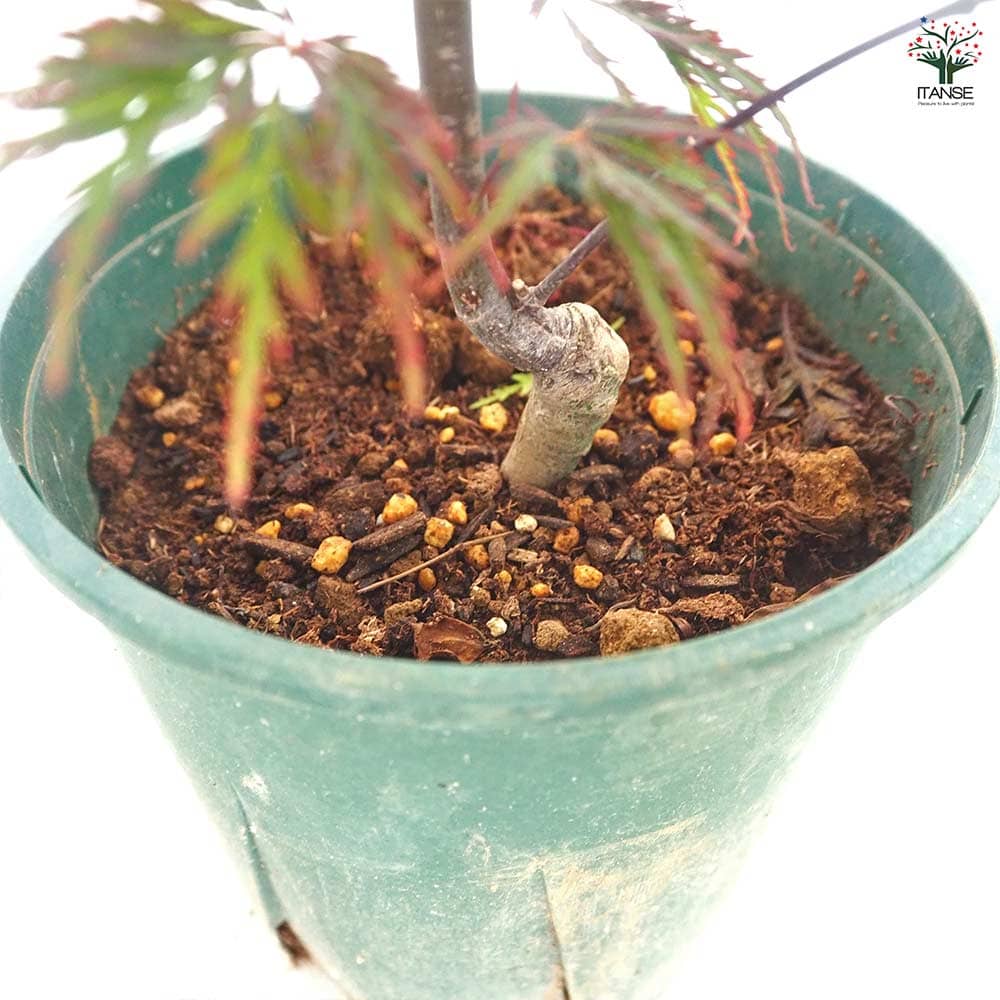 モミジ(カエデ)の苗木 紅枝垂れ 【花木苗 5号／1個売り】｜ 【植物の