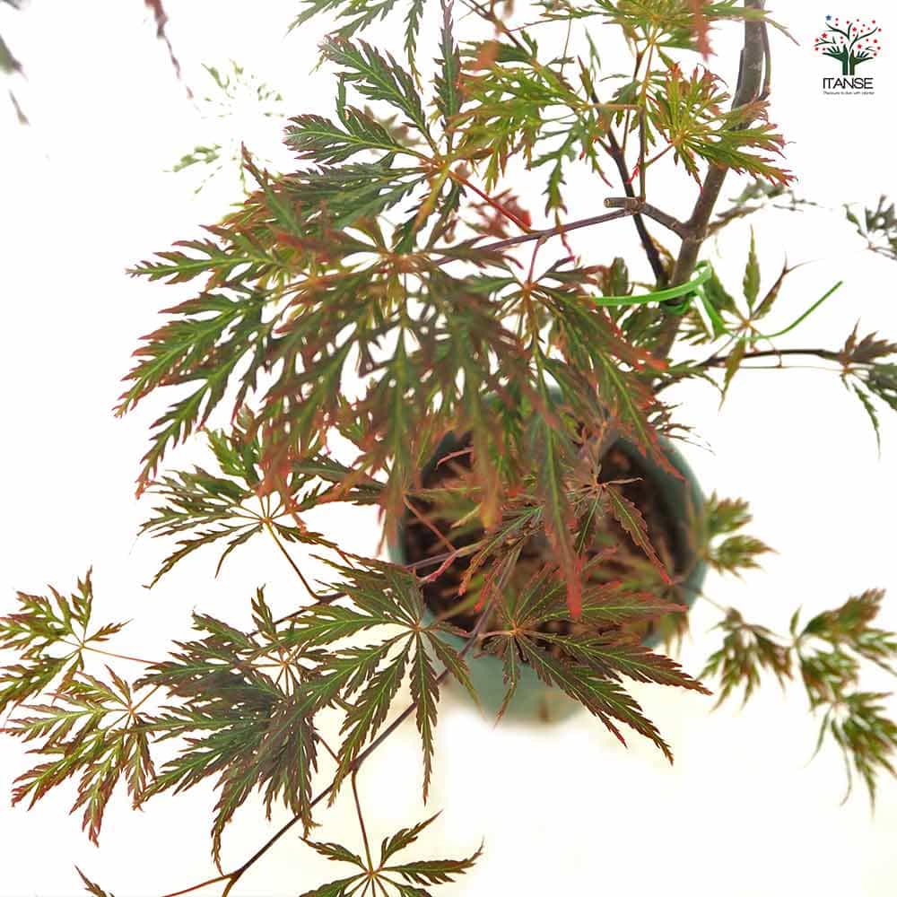 モミジ(カエデ)の苗木 紅枝垂れ 【花木苗 5号／1個売り】｜ 【植物の