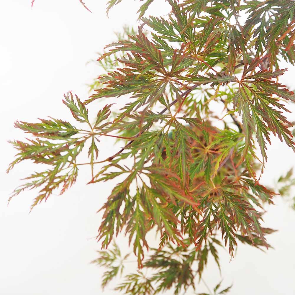 モミジ(カエデ)の苗木 紅枝垂れ 【花木苗 5号／1個売り】