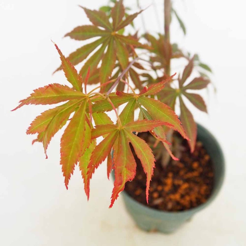 栽培セット グリーンカン オレンジバーム 【1個売り】｜ 【植物の