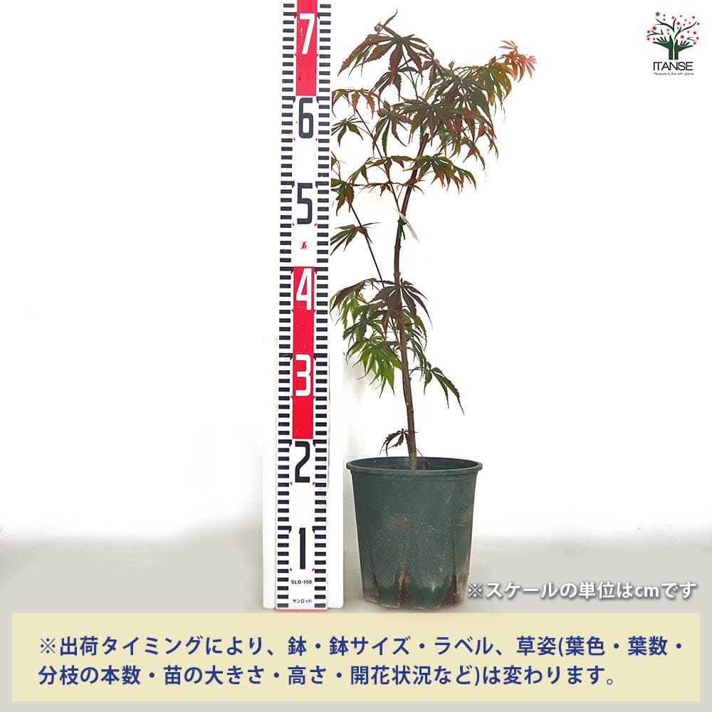 モミジ(カエデ)の苗木 奥州紅 【花木苗 5号／1個売り】｜ 【植物の