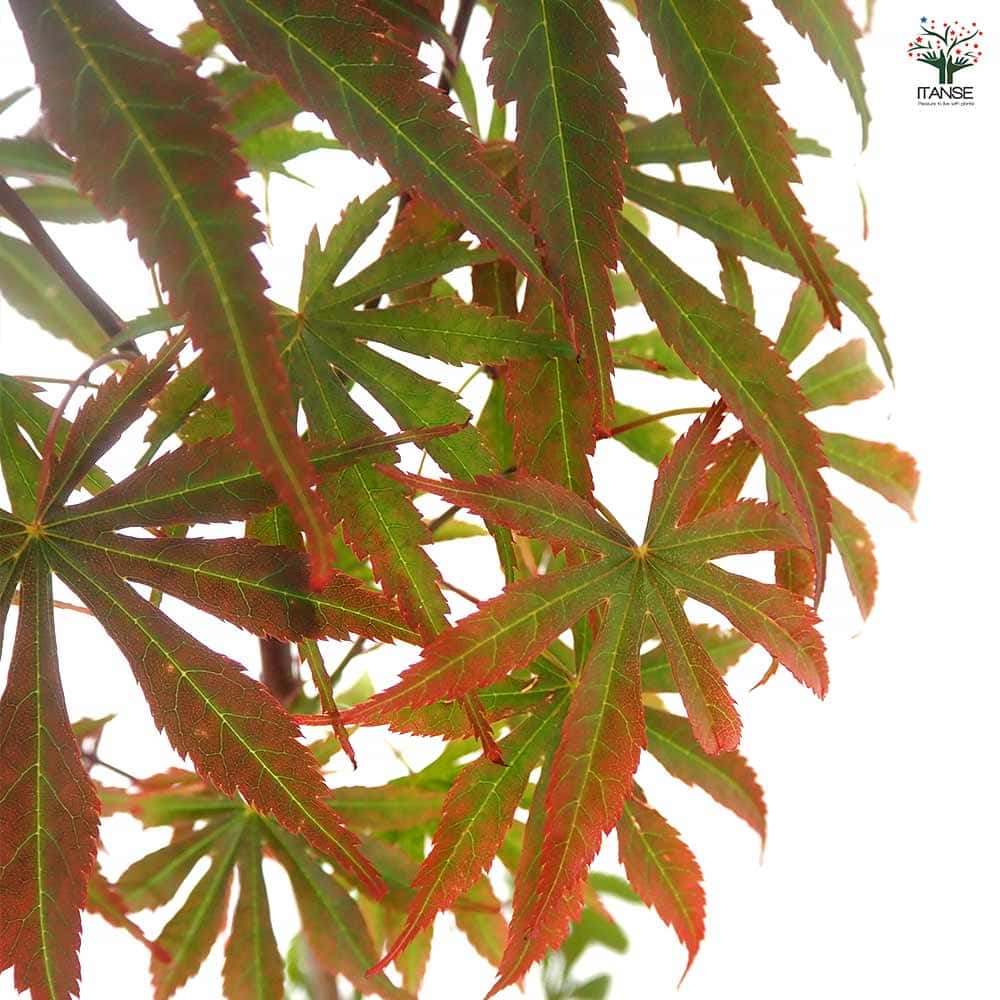 モミジ(カエデ)の苗木 奥州紅 【花木苗 5号／1個売り】｜ 【植物の