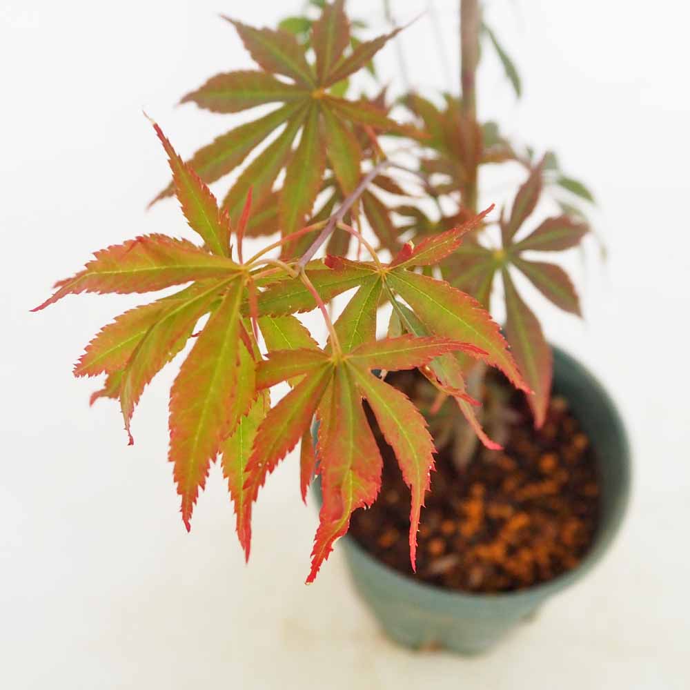 モミジ(カエデ)の苗木 奥州紅 【花木苗 5号／1個売り】｜ 【植物の