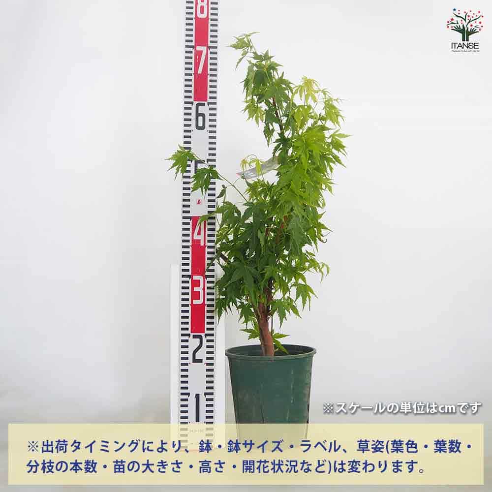 モミジ(カエデ)の苗木 珊瑚閣 【花木苗 5号／1個売り】｜ 【植物の