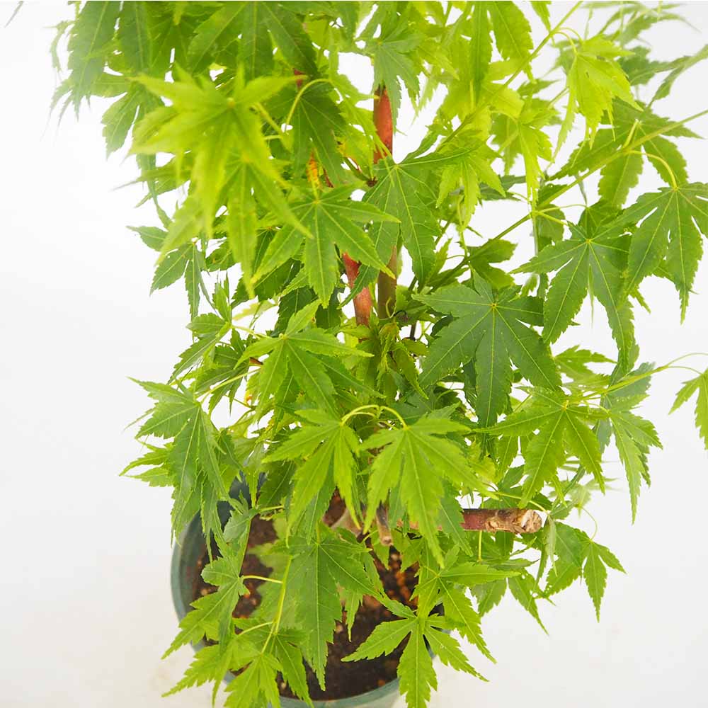 モミジ(カエデ)の苗木 珊瑚閣 【花木苗 5号／1個売り】｜ 【植物の