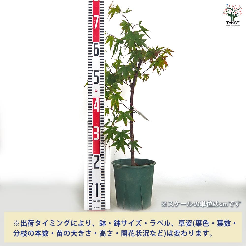 モミジ(カエデ)の苗木 中原 【花木苗 5号／1個売り】｜ 【植物の