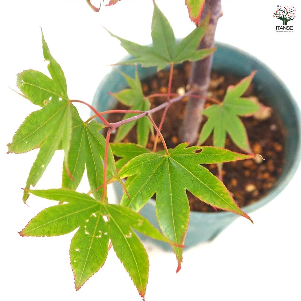 モミジ(カエデ)の苗木 中原 【花木苗 5号／1個売り】｜ 【植物の