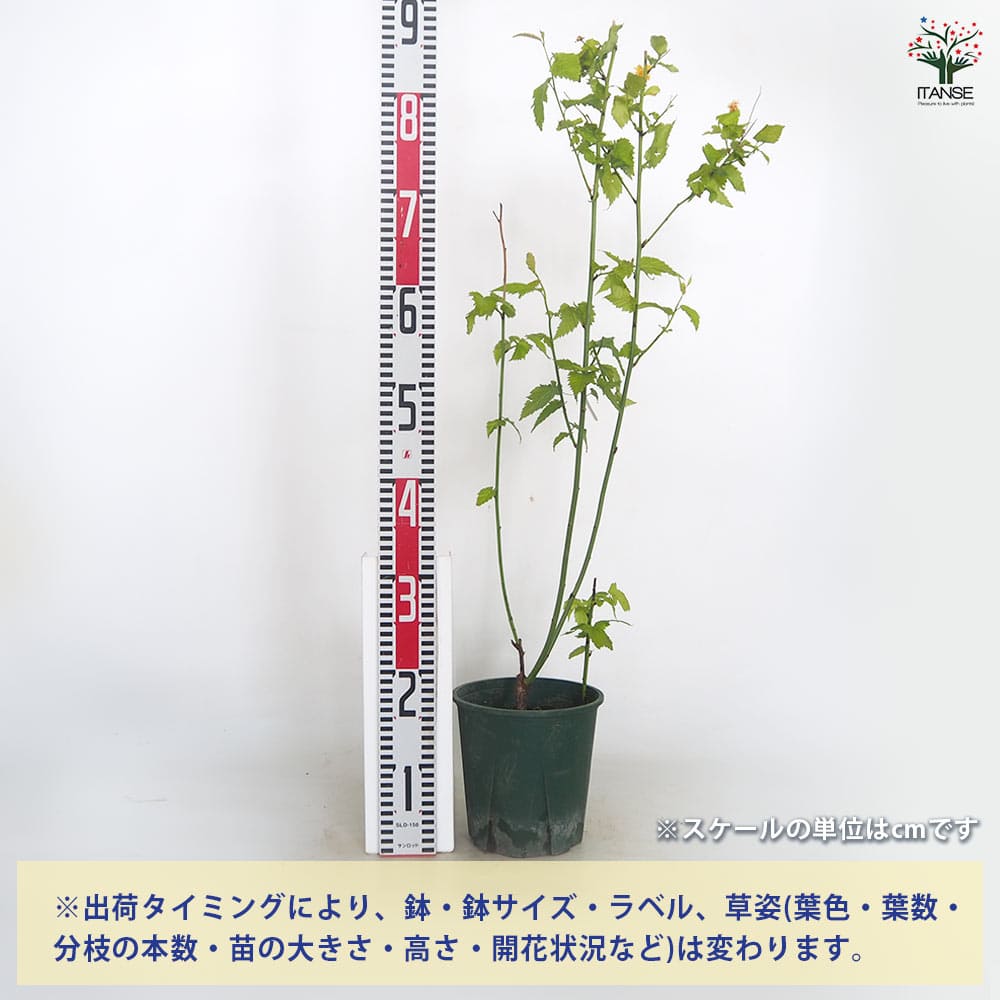ヤマブキ(山吹) 一重 【花木苗 6号／1個売り】｜ 【植物のITANSE