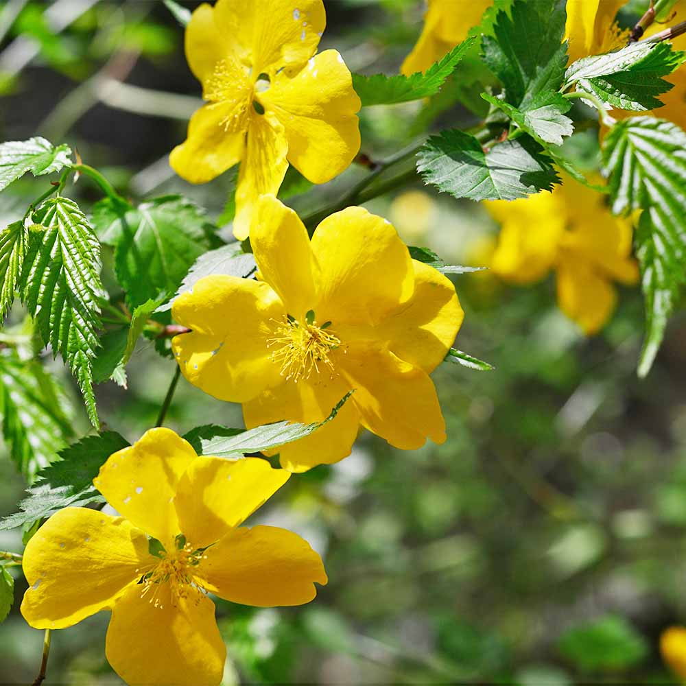 ヤマブキ(山吹) 一重 【花木苗 6号／1個売り】｜ 【植物のITANSE