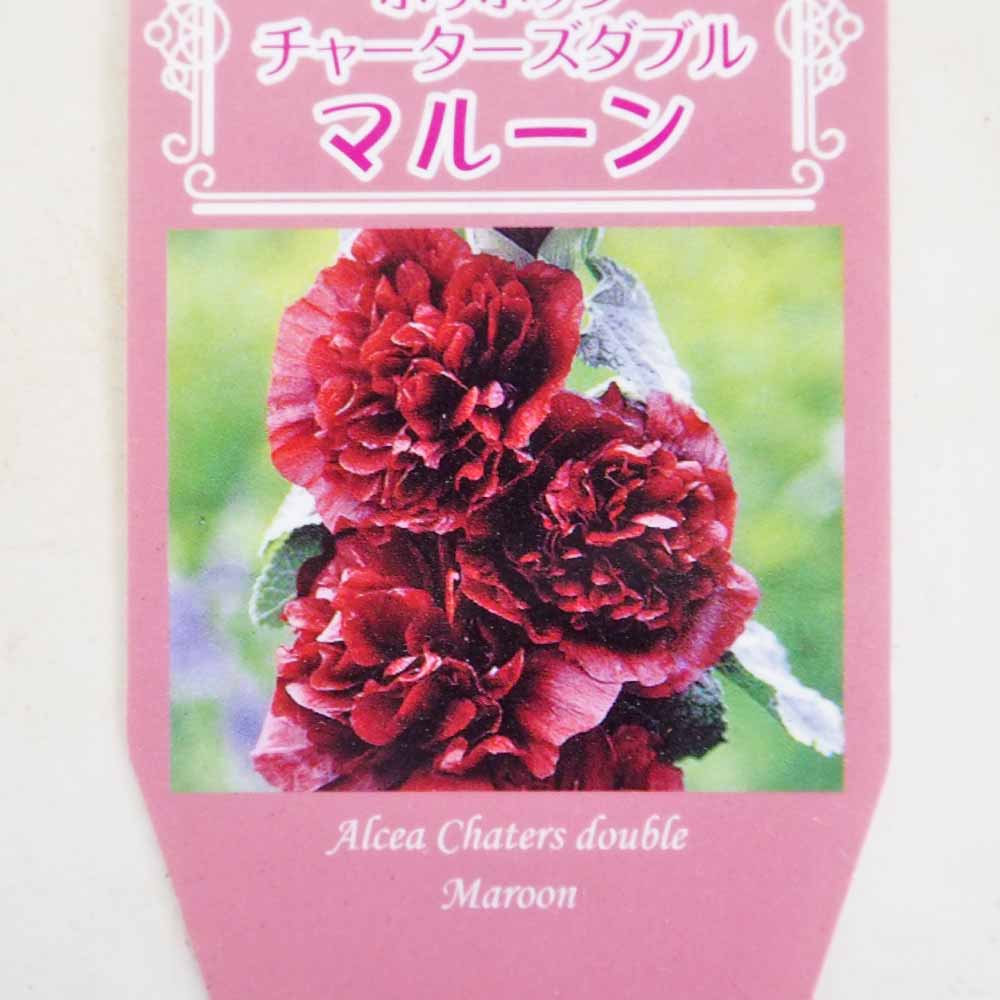 ホリホック チャーターズダブル マルーン 【花苗 3号】