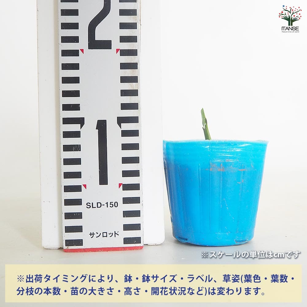 里芋の苗 上庄里芋2個～ 【野菜の苗 3号】｜ 【植物のITANSE