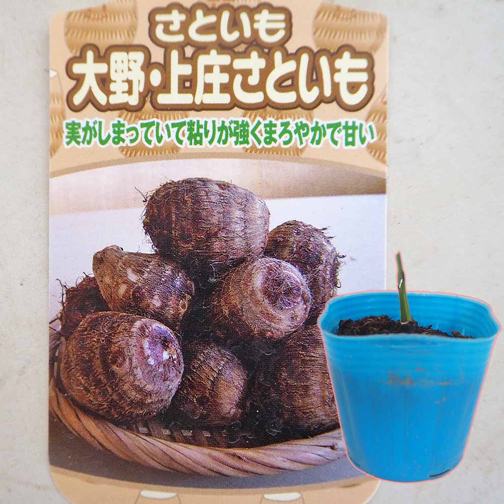 里芋の苗 上庄里芋2個～ 【野菜の苗 3号】｜ 【植物のITANSE