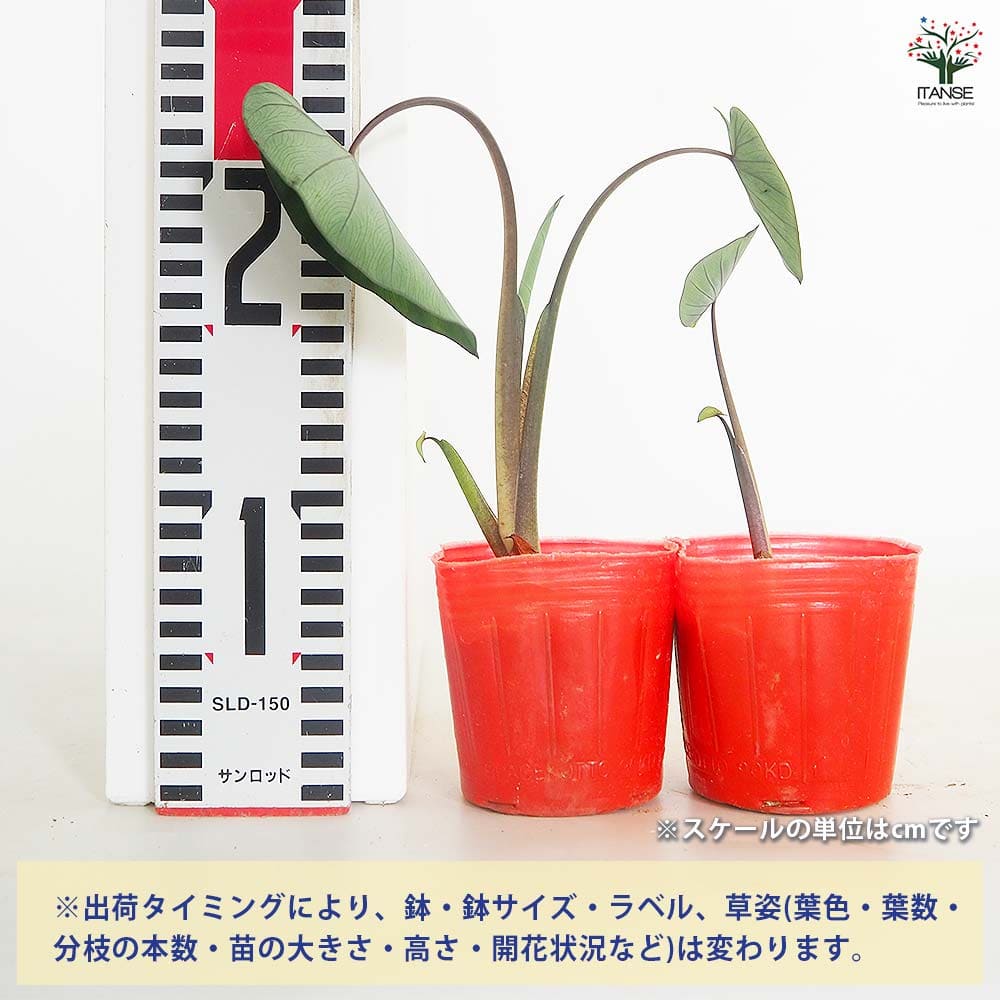 里芋の苗 えび芋2個～ 【野菜の苗 3号】｜ 【植物のITANSE】全品