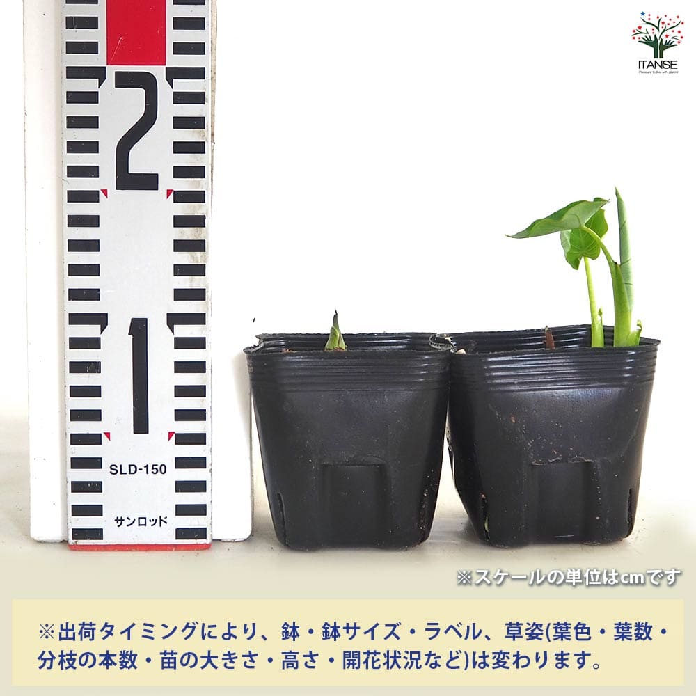 里芋の苗 ドダレ2個～ 【野菜の苗 3号】｜ 【植物のITANSE】全品
