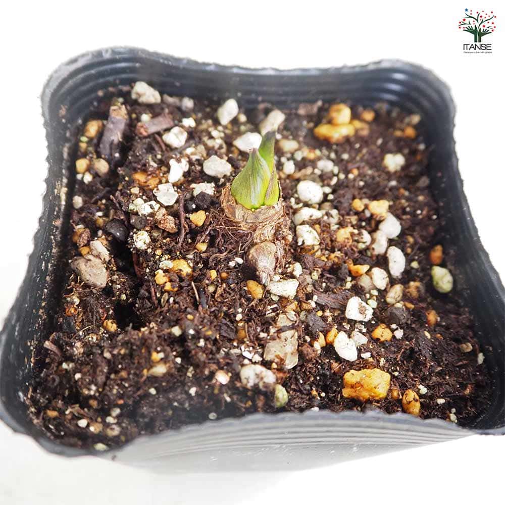 里芋の苗 ドダレ2個～ 【野菜の苗 3号】｜ 【植物のITANSE】全品