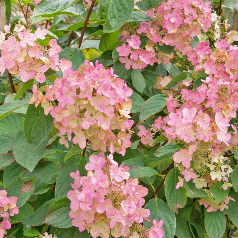 あじさい　ラグランジア アジサイ ラグランジア 4品種 【花木苗 3.5号】｜ 【植物の
