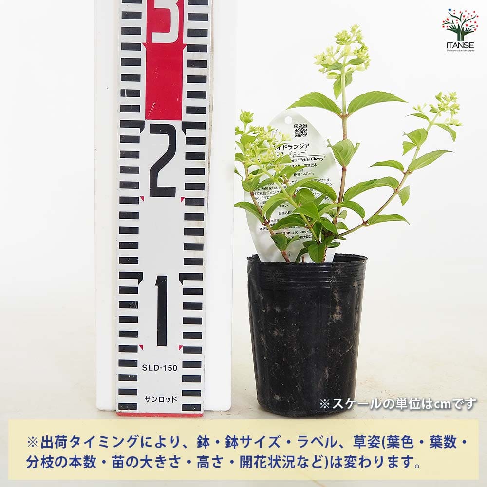 ハイドランジア プチチェリー 【花木苗 3号】｜ 【植物のITANSE