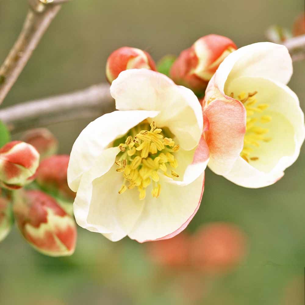 ボケ 寒サラサ 【花木苗 4号／1個売り】