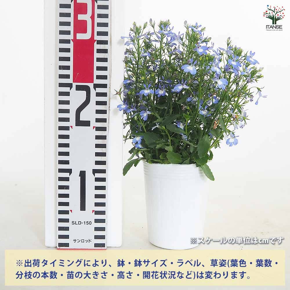 夏っ得ロベリア 夏子ブルーアイ 【花苗 3号】｜ 【植物のITANSE