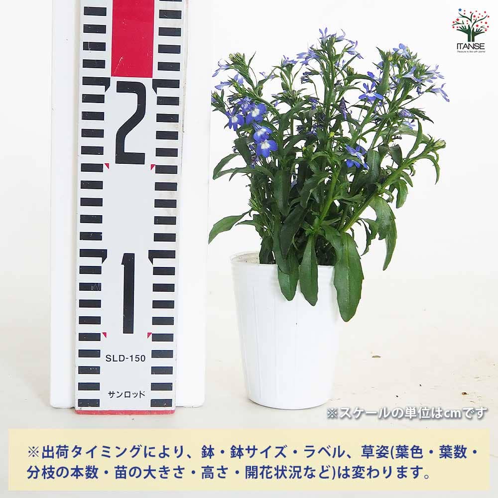 夏っ得ロベリア 夏子サマーブルー 【花苗 3号】｜ 【植物の