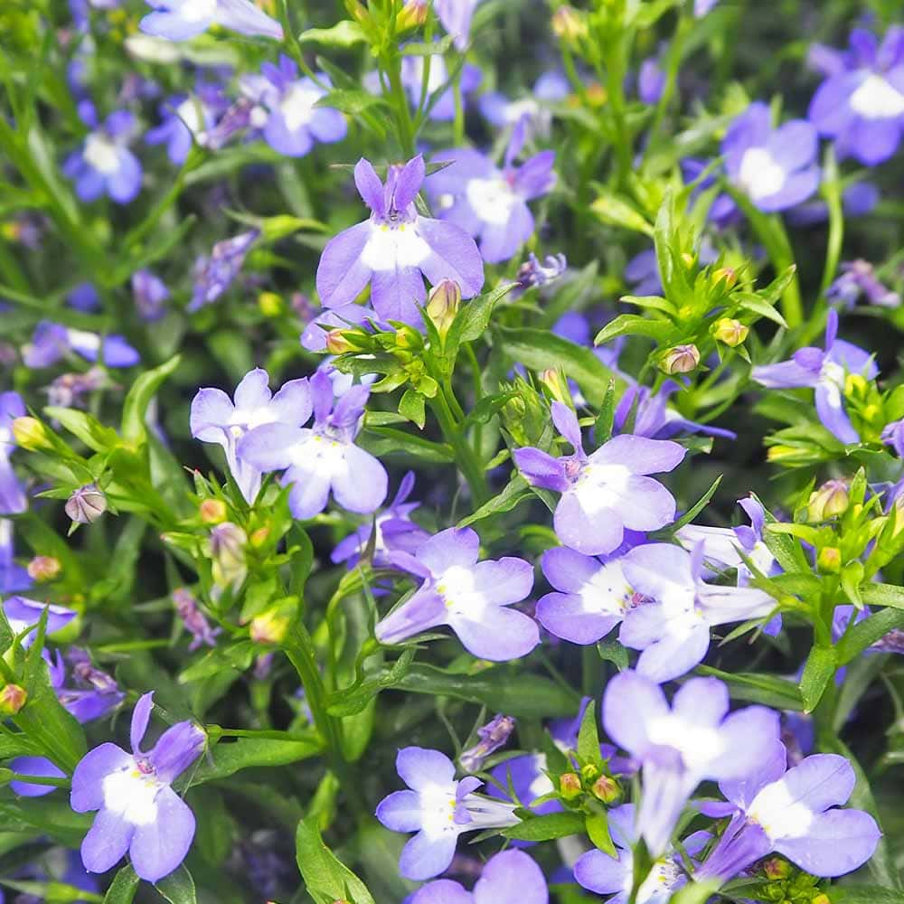 夏っ得ロベリア 夏子サマーブルー 【花苗 3号】｜ 【植物の