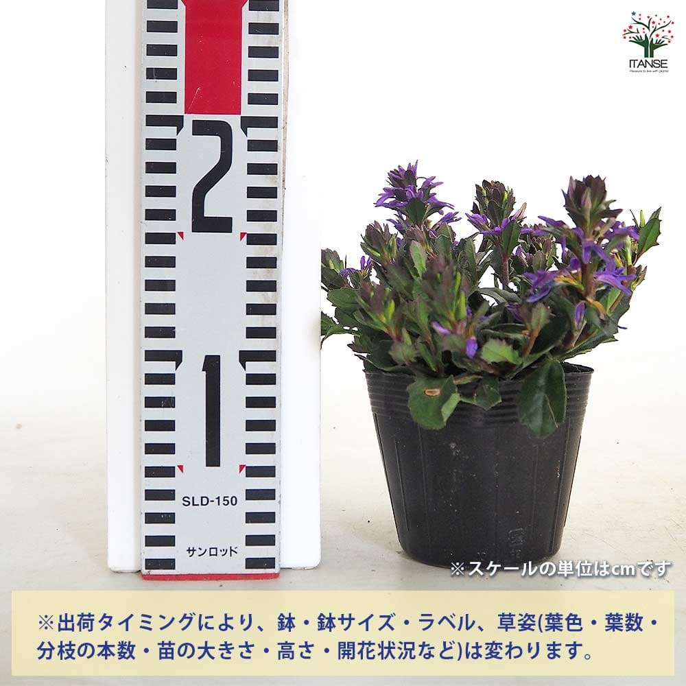スカエボラ ペルージャブルー 【花苗 3.5号】｜ 【植物のITANSE
