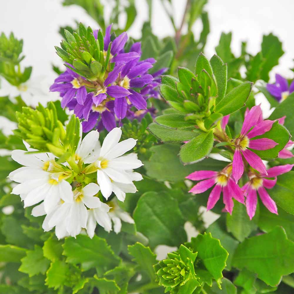 スカエボラ ウインドファン色見計らい2個～ 【花苗 3.5号】｜ 【植物の