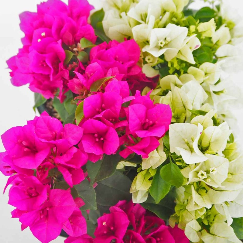 ブーゲンビレア　ブーゲンビリア　苗　花木　観葉植物　M ブーゲンビレア ブーゲンビリア 苗 花木 観葉植物 ⑪ 【公式通販】