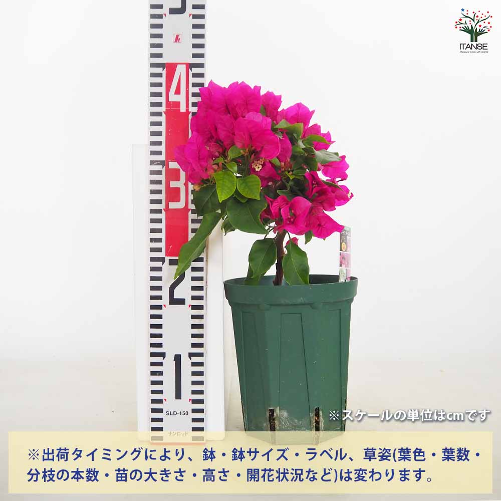 ブーゲンビリア ガーデンブーゲンビリア色見計らい 【花苗 5号／1個