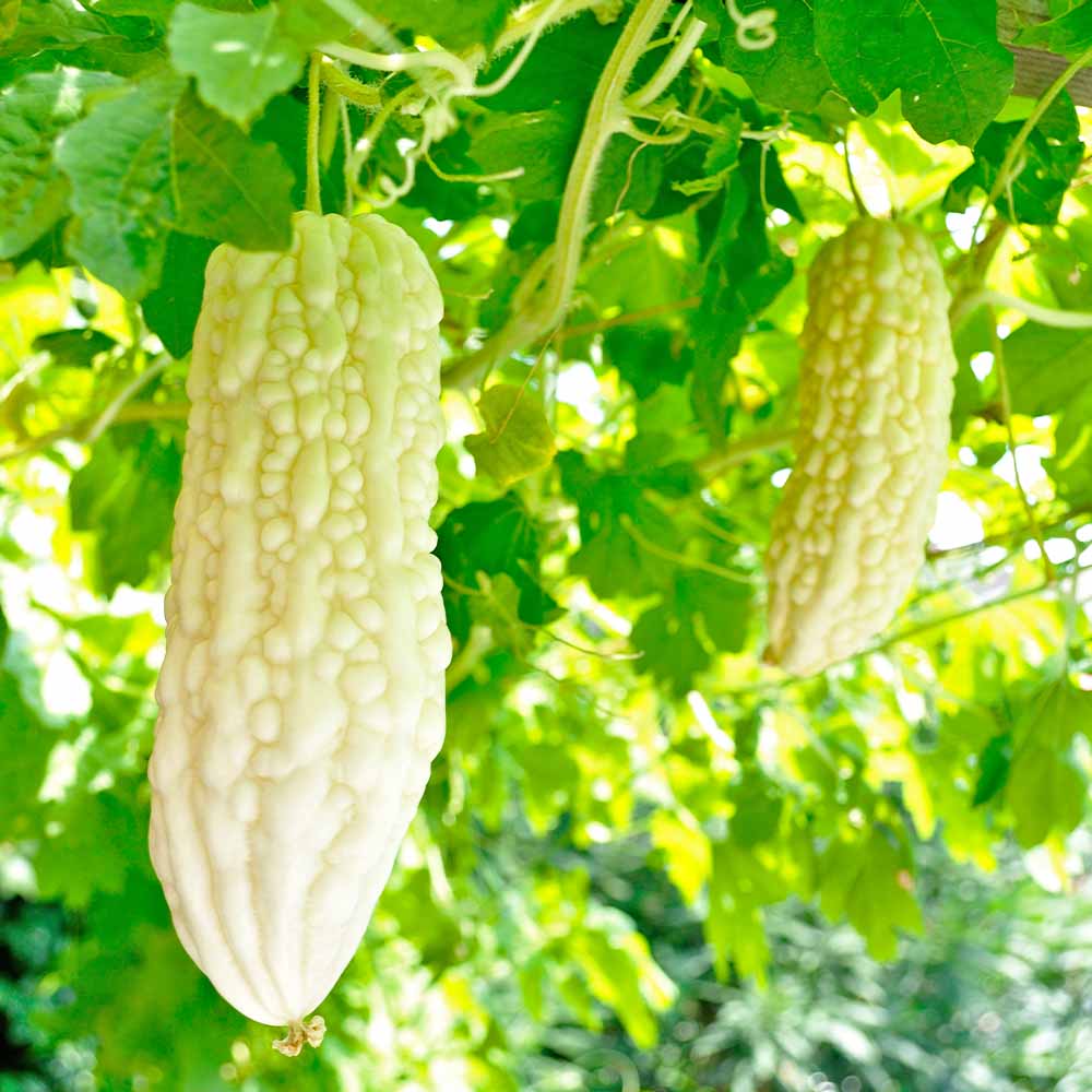 ゴーヤの苗 白ゴーヤ2個～ 【野菜の苗 3号】