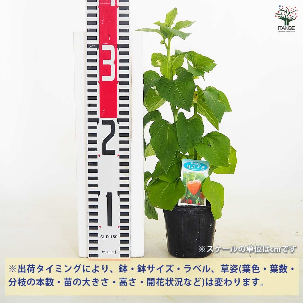 観賞用ホオズキ 【観葉植物 3号】｜ 【植物のITANSE】全品送料