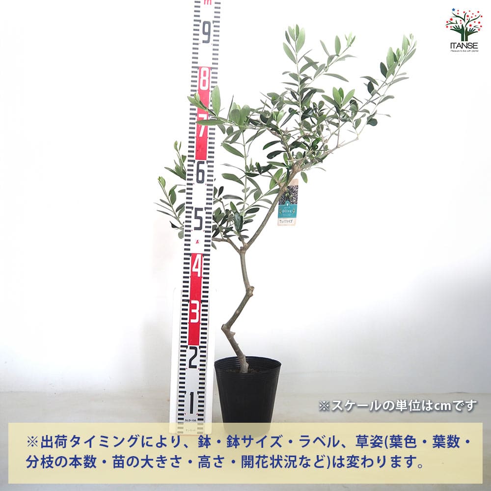 オリーブ ジェイファイブ 【果樹の苗木 5号／1個売り】｜ 【植物の