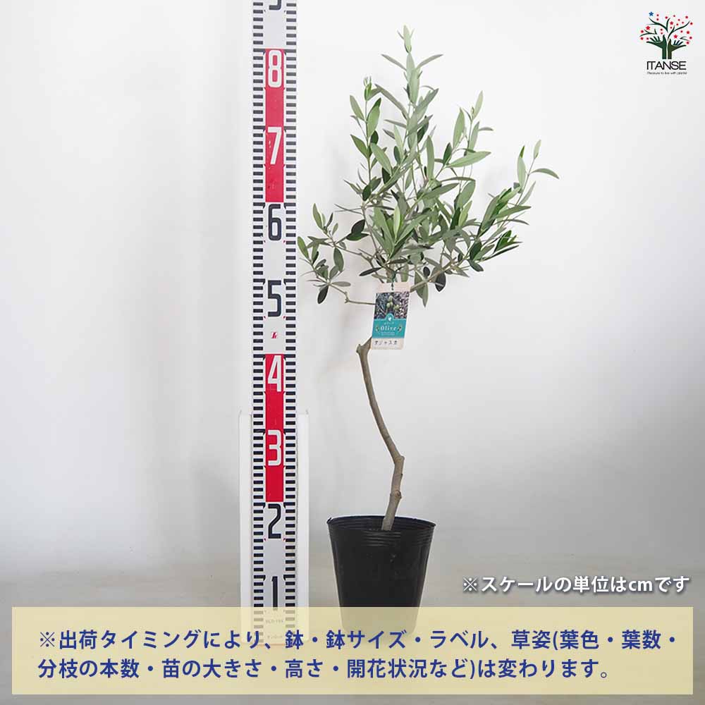 オリーブ タジャスカ 【果樹の苗木 5号／1個売り】｜ 【植物の