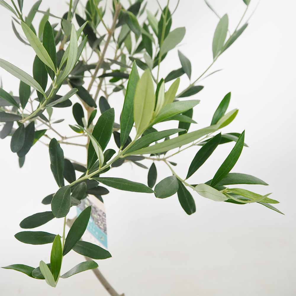 オリーブ タジャスカ 【果樹の苗木 5号／1個売り】｜ 【植物の
