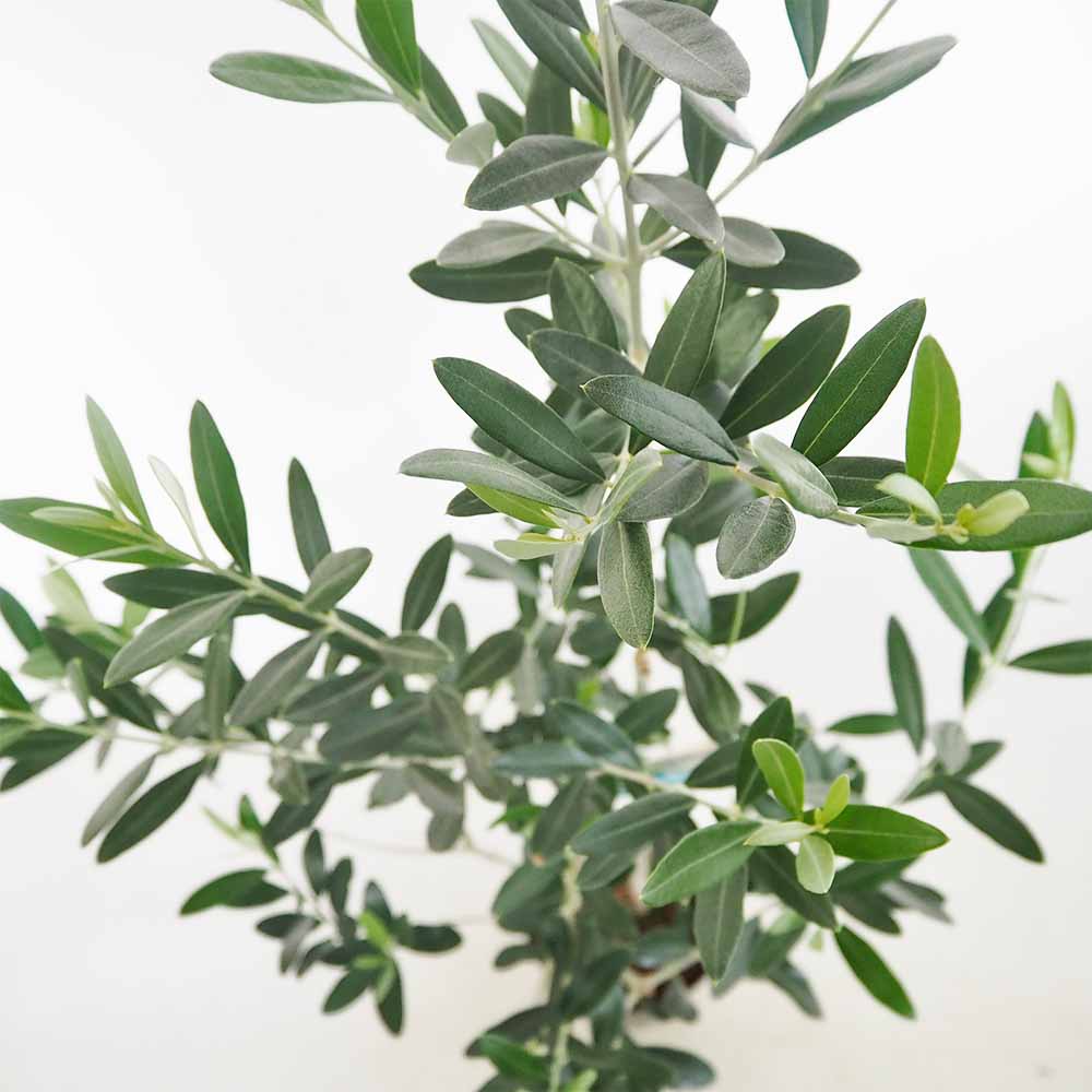 オリーブ モライオロ 【果樹の苗木 5号／1個売り】｜ 【植物の