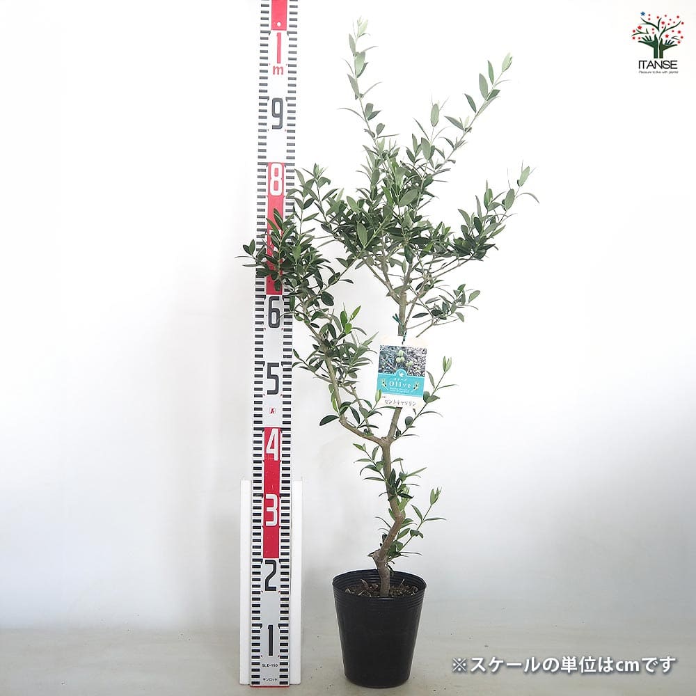 オリーブ セントキャサリン 【果樹の苗木 5号／1個売り】｜ 【植物の