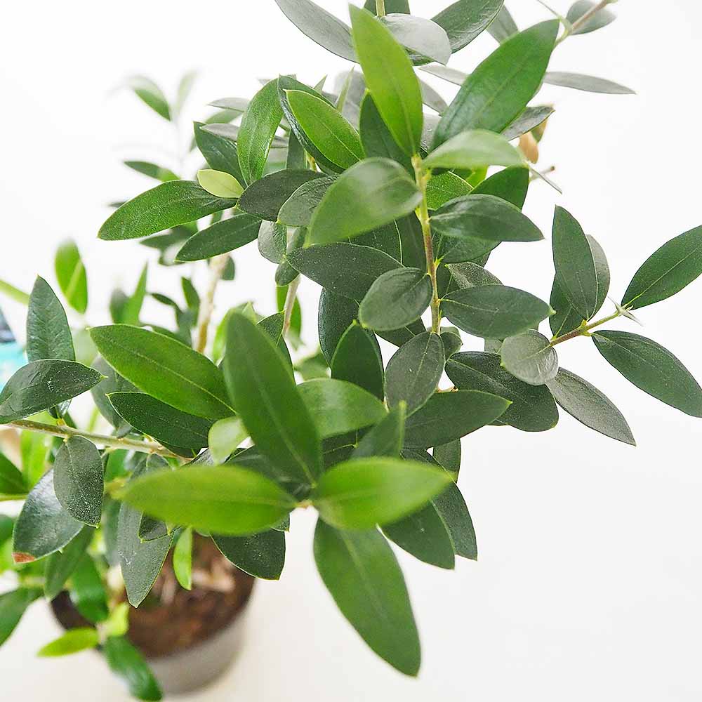 オリーブ セントキャサリン 【果樹の苗木 5号／1個売り】｜ 【植物の