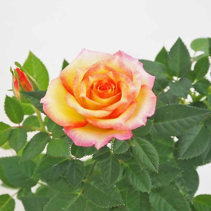 薔薇の苗 ブライダルピンク (四季咲きフロリバンダローズ)【花苗新苗4