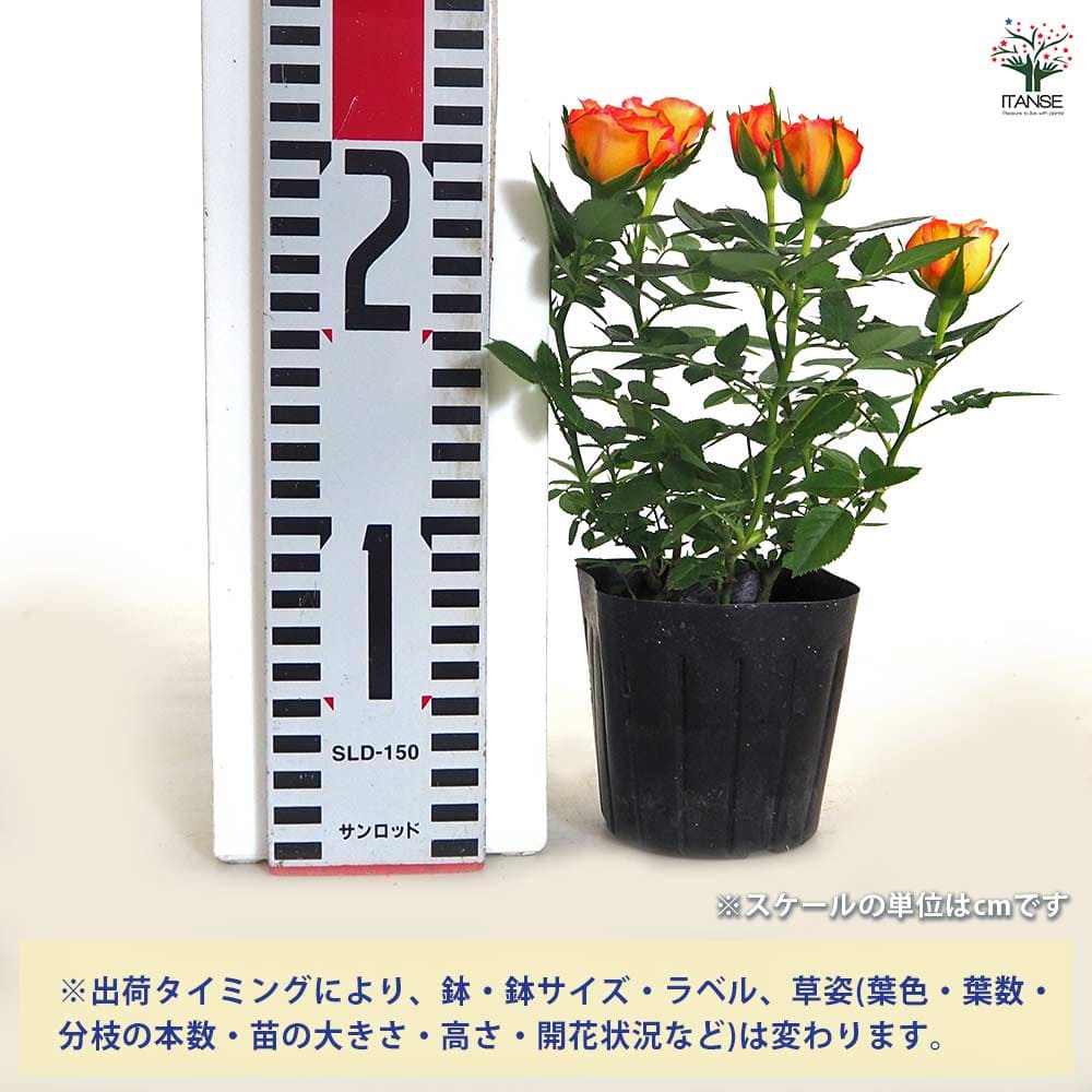 ミニ薔薇 エアブラシ 【花木苗 3号】｜ 【植物のITANSE】全品
