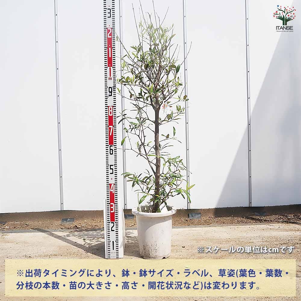 オリーブ エメラルド 【果樹の苗木 8号／1個売り】｜ 【植物の