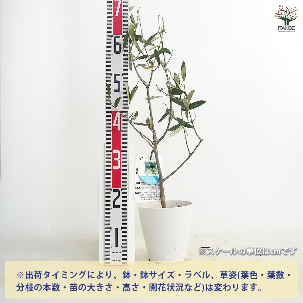 オリーブ ワンセブンセブン白テーパ鉢 【果樹の苗木 5号／1個売り