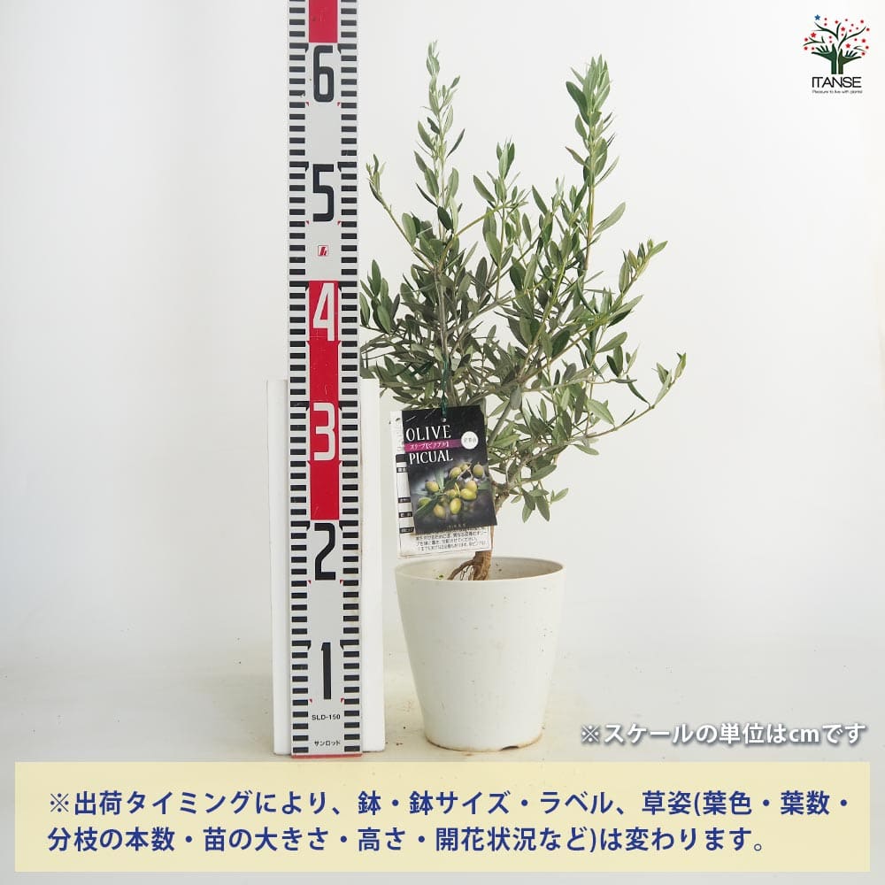 オリーブ ピクアル白テーパ鉢 【果樹の苗木 5号／1個売り】｜ 【植物の