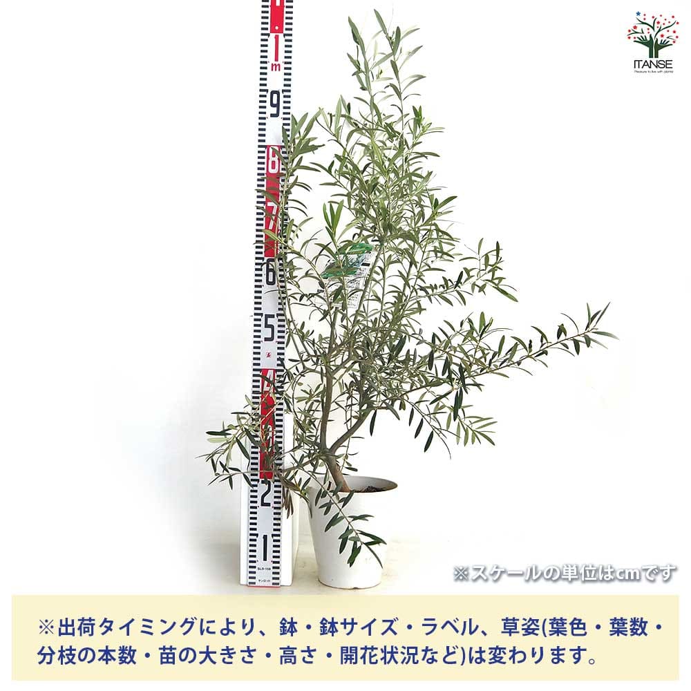 オリーブ マウリーノ白テーパ鉢 【果樹の苗木 6号／1個売り】｜ 【植物