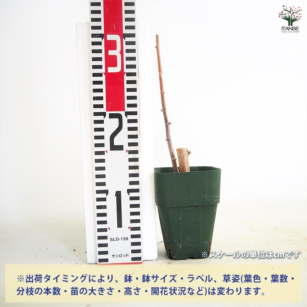 スイートキャッサバ 【野菜の苗 3号】｜ 【植物のITANSE】全品