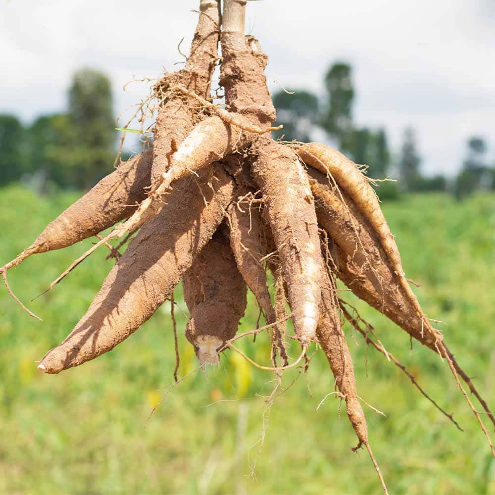 スイートキャッサバ 【野菜の苗 3号】｜ 【植物のITANSE】全品