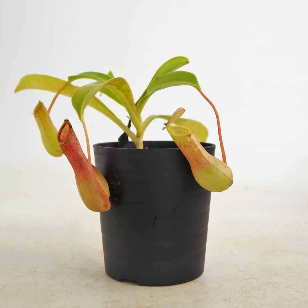 食虫植物 ウツボカズラ アラータ 【観葉植物 3号／1個売り】｜ 【植物