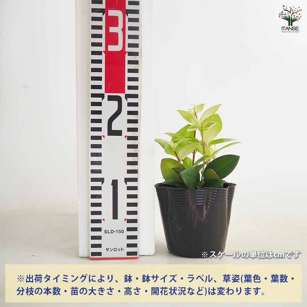 エスキナンサス 斑入り 【観葉植物 3.5号】｜ 【植物のITANSE