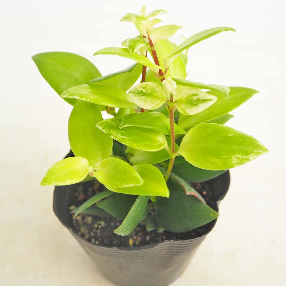 エスキナンサス 斑入り 【観葉植物 3.5号】｜ 【植物のITANSE